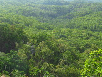 Green forest