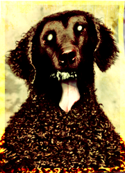 Greying dog.png