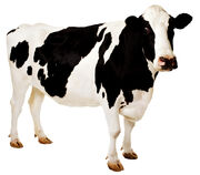 700cow