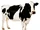 Stupid Cows