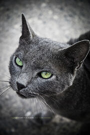 Green eyes cat