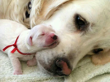 Cucciolo con mamma