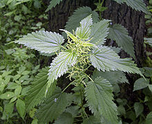 Nettles.png