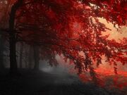 Red forest autumn hd wallpaper-t2