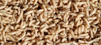 Vermi