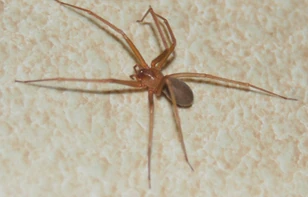 199565 194757173898263 171417729565541 475634 2124479 n