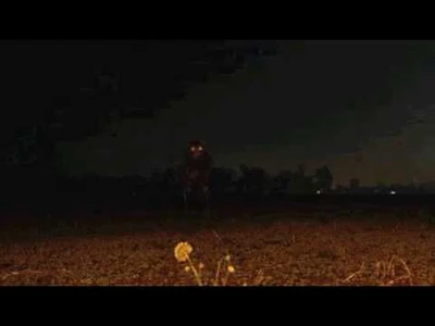 The Strider