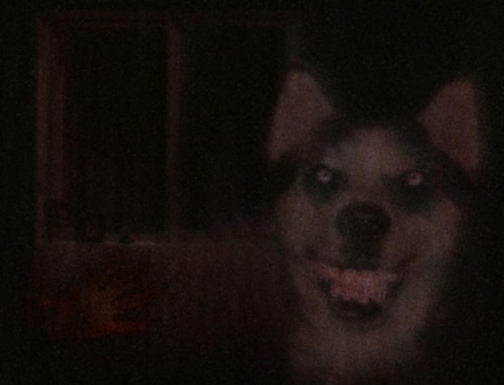 Smile Dog | Creepypasta Villains Wiki | Fandom