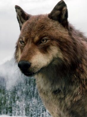 Introducir 97+ imagen imagenes de los lobos de crepusculo