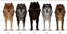 Wolf sizes
