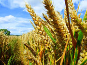 Crops.jpg