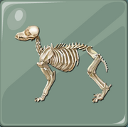 C84DogSkeleton