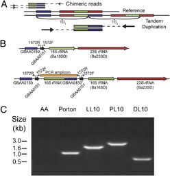 Anthrax genome