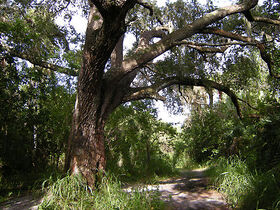 Schaefer tree