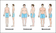 Somatotype Models