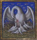 Pelican.jpg