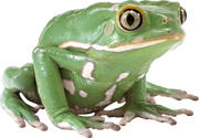 Frogika.png