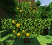 Pear Tree