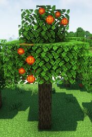 Persimmon Tree