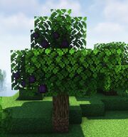 Plum Tree