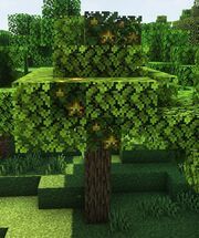 Star Fruit Tree