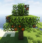 Orange tree