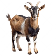 Goat
