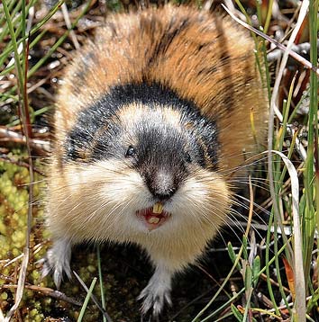 La traduction du mot Lemming