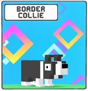 Border Collie icon