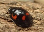 Pine ladybird cropped