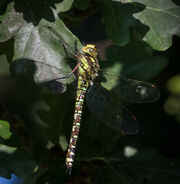 Southern Hawker 7564