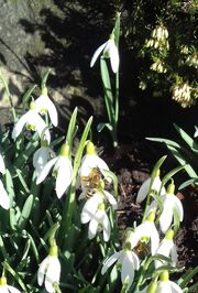 Bee on snowdrops