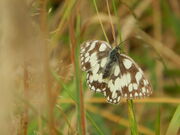 Marbled white SNL 20 July 2014