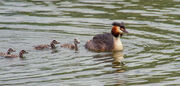 Great-crested grebe with chicks PSL SMALL