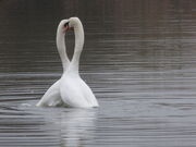 Mute Swan Displaying 28 Dec 2018