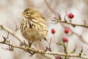 Meadow Pipit