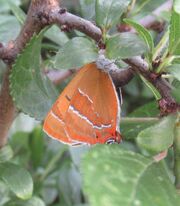 Brown hairstreak ovipositing