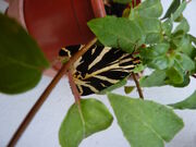 Jersey Tiger