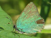 Green hairstreak