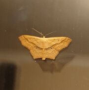 Small Blood-vein moth