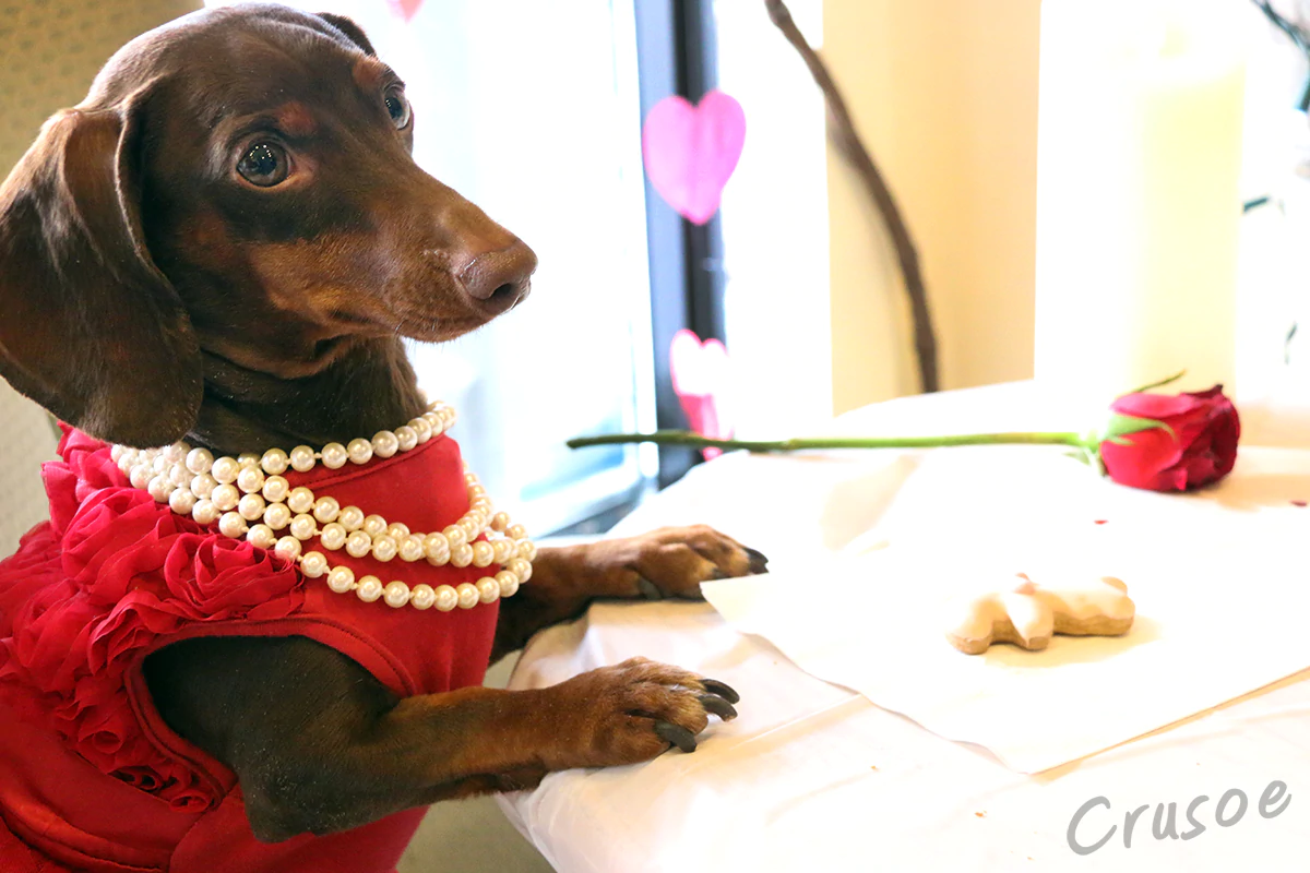 Caruso the wiener dog outlet