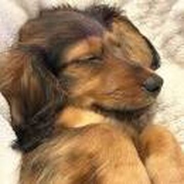 Delilah the Dachshund Celebrity Dachshund Wiki Fandom