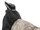 Glock 19