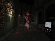 Primer encuentro con la Flor Humana.