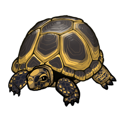 Turtle Icon