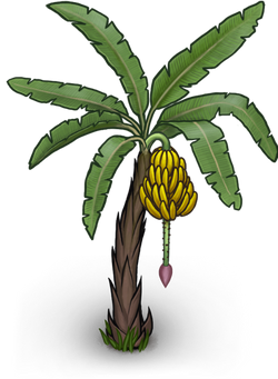 banana tree