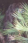 The Florida Bigfoot--the Skunk-Ape