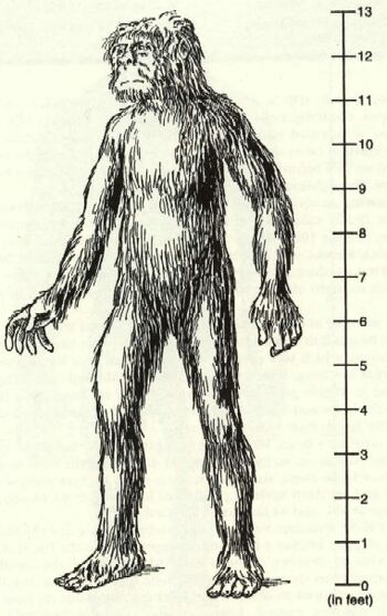 Mokele-mbembe, Cryptid Tidbits Wiki