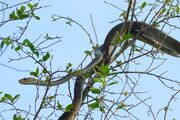 Crowing crested cobras have often been identified with the black mamba (Dendroaspis polylepis), a dangerous arboreal snake (Source).