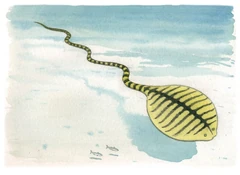 Illustration of the yellow-belly by  in  (2009).